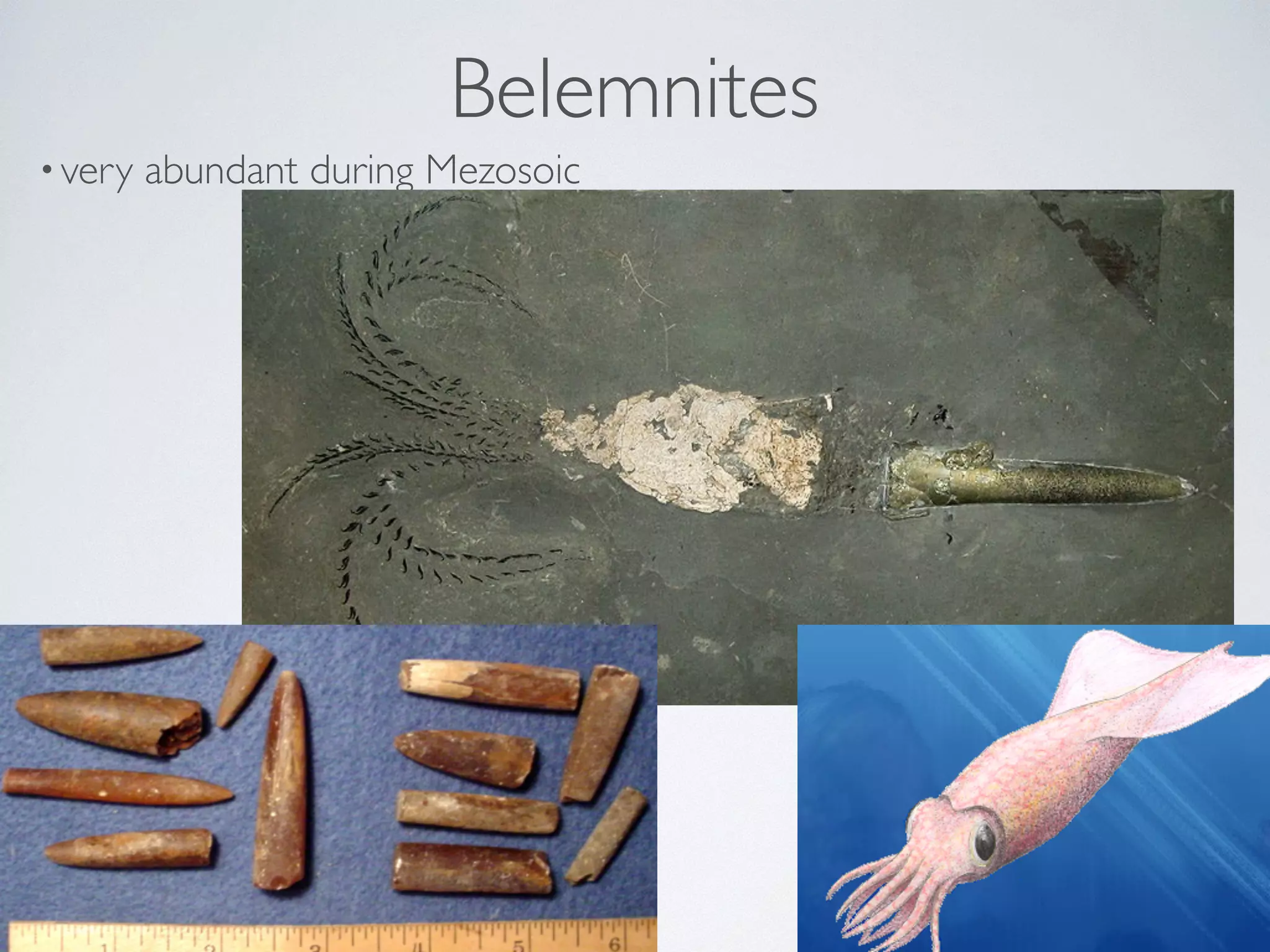 Belemnites 
• very abundant during Mezosoic 
 