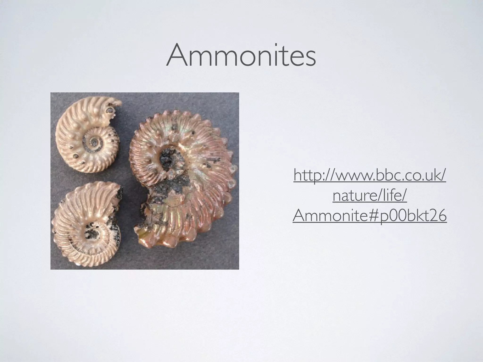 Ammonites 
http://www.bbc.co.uk/ 
nature/life/ 
Ammonite#p00bkt26 
 