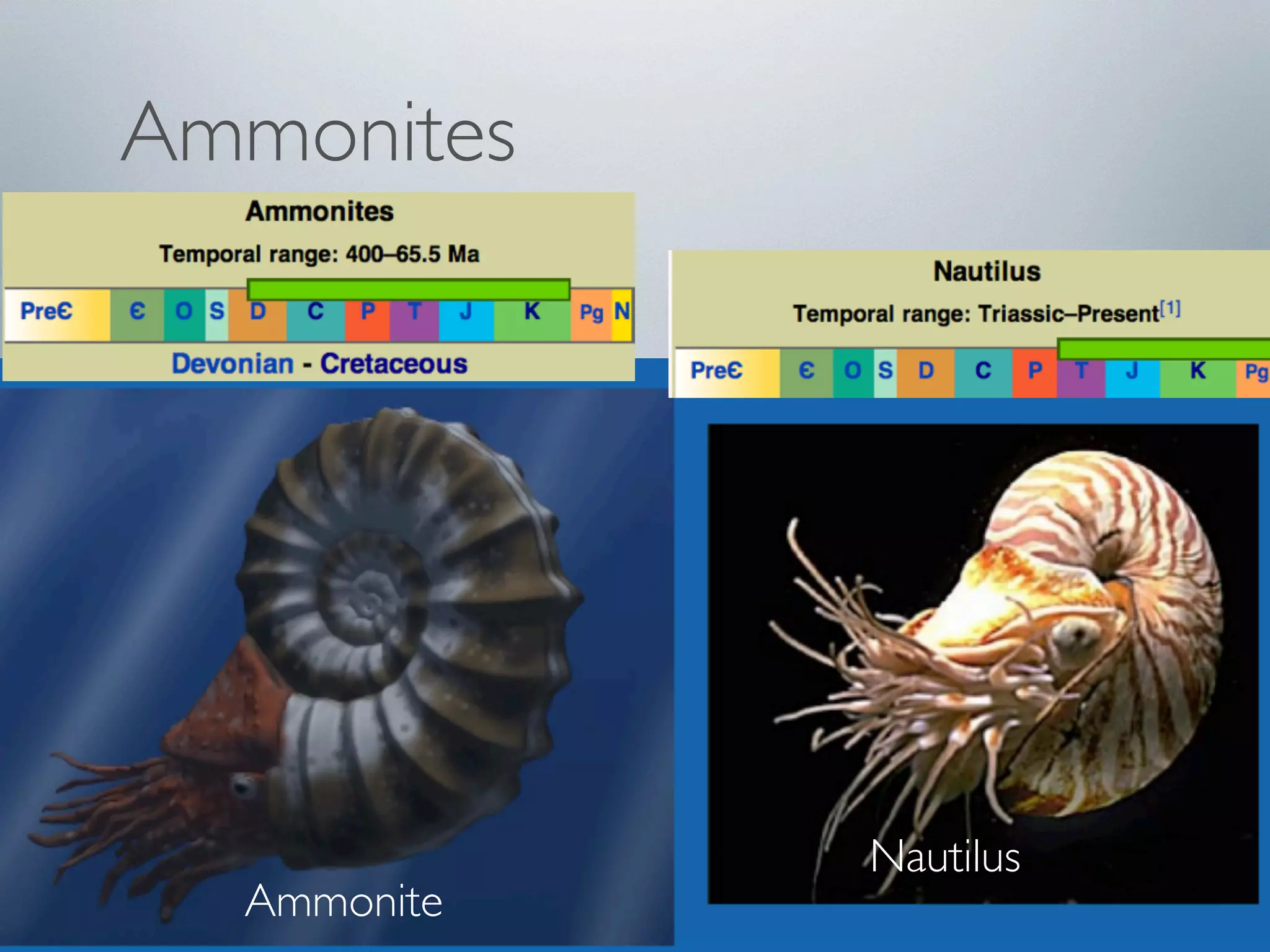 Ammonites 
Ammonite 
Nautilus 
 
