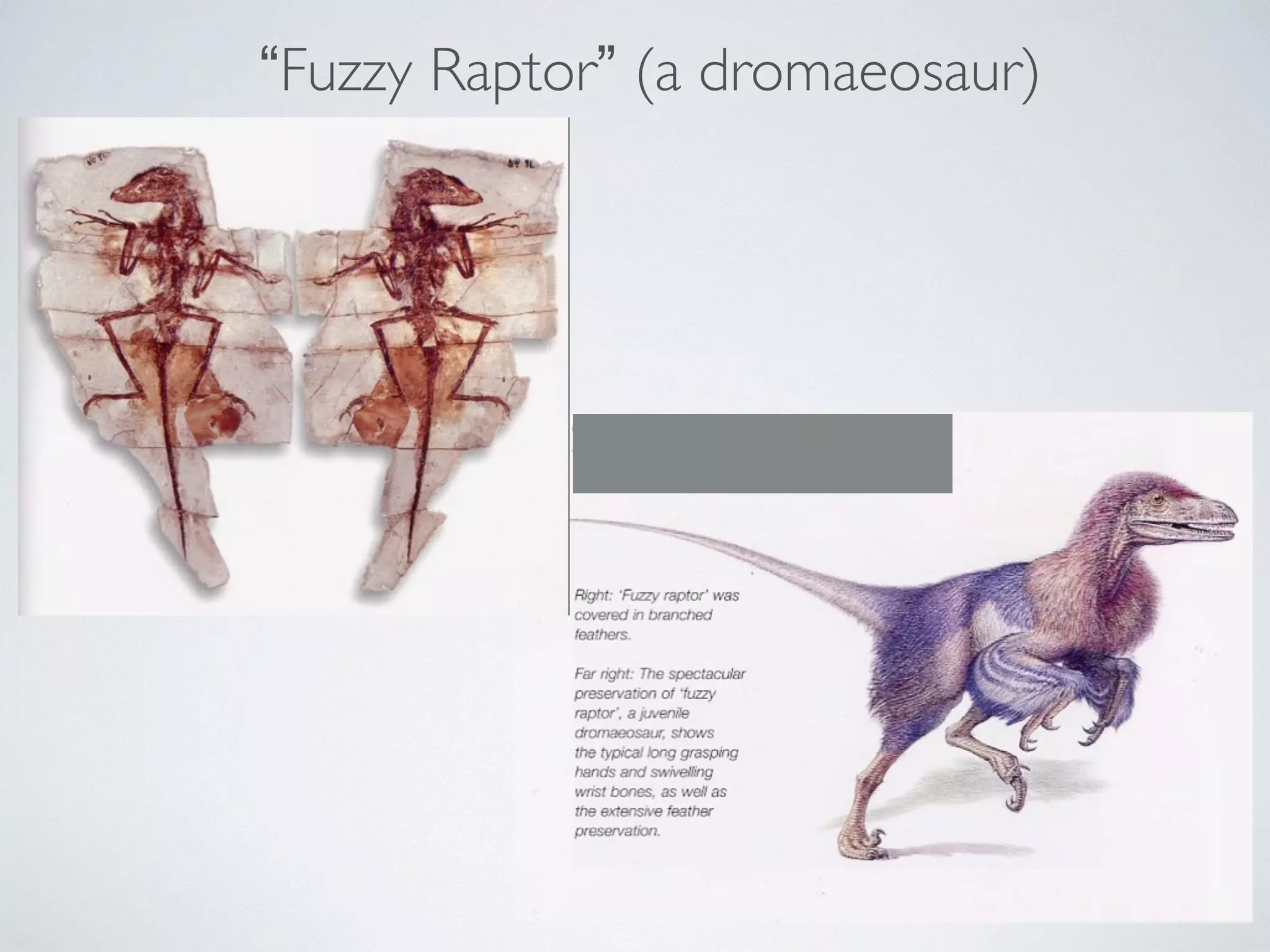 “Fuzzy Raptor” (a dromaeosaur) 
 