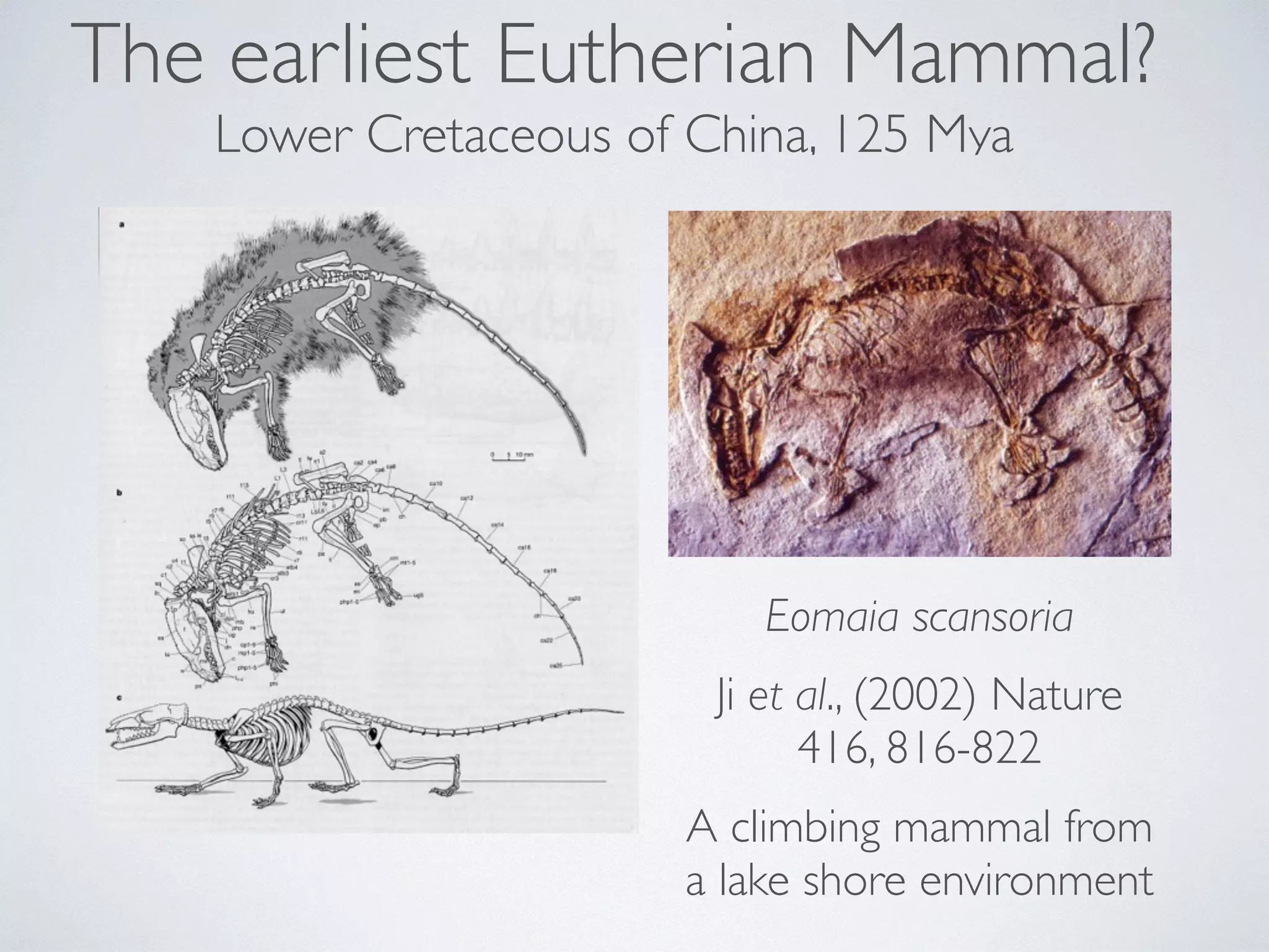 The earliest Eutherian Mammal? 
Lower Cretaceous of China, 125 Mya 
Eomaia scansoria 
Ji et al., (2002) Nature 
416, 816-822 
A climbing mammal from 
a lake shore environment 
 