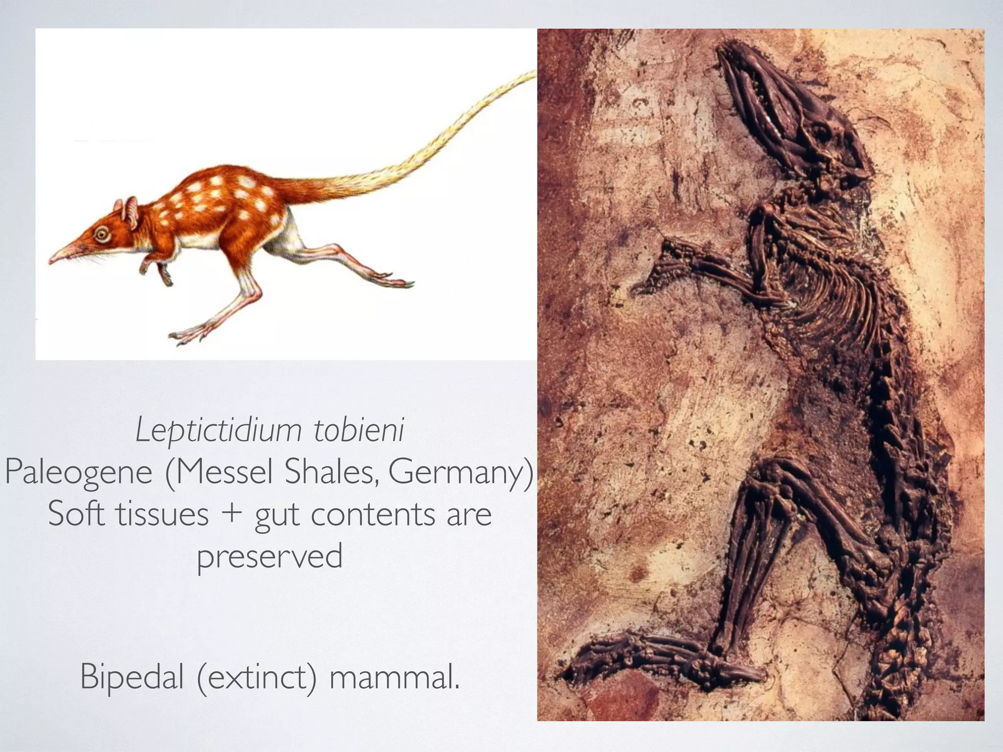 Leptictidium tobieni 
Paleogene (Messel Shales, Germany) 
Soft tissues + gut contents are 
preserved 
Bipedal (extinct) mammal. 
 