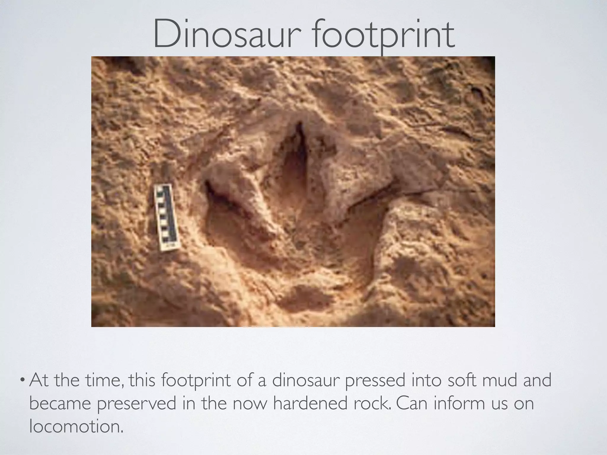Dinosaur footprint 
•At the time, this footprint of a dinosaur pressed into soft mud and 
became preserved in the now hardened rock. Can inform us on 
locomotion. 
 