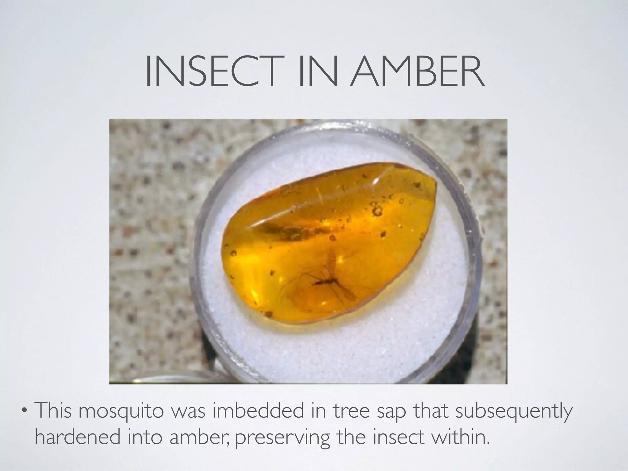 INSECT IN AMBER 
• This mosquito was imbedded in tree sap that subsequently 
hardened into amber, preserving the insect within. 
 