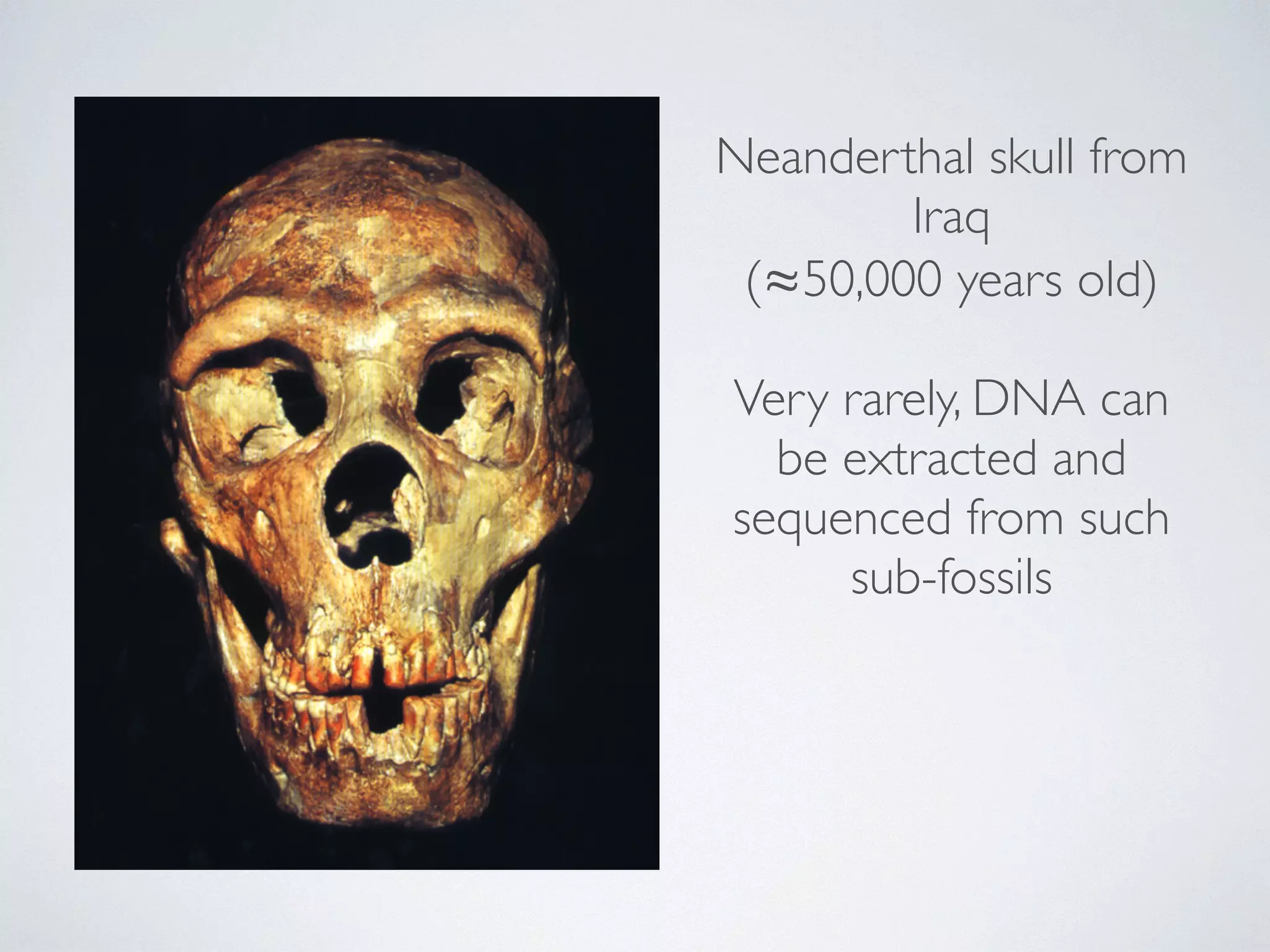 Neanderthal skull from 
Iraq 
(≈50,000 years old) 
! 
Very rarely, DNA can 
be extracted and 
sequenced from such 
sub-fossils 
 
