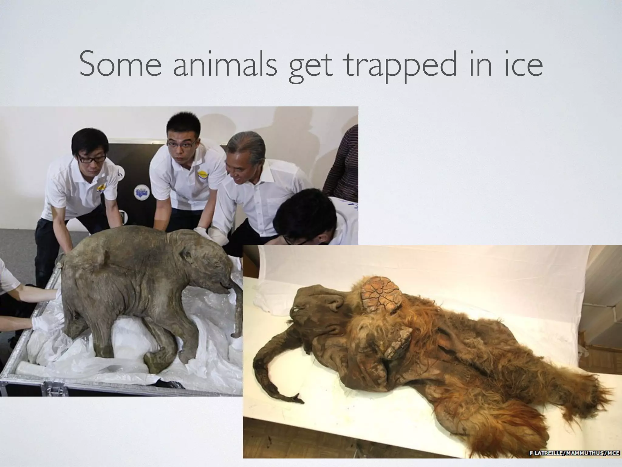 Some animals get trapped in ice 
 