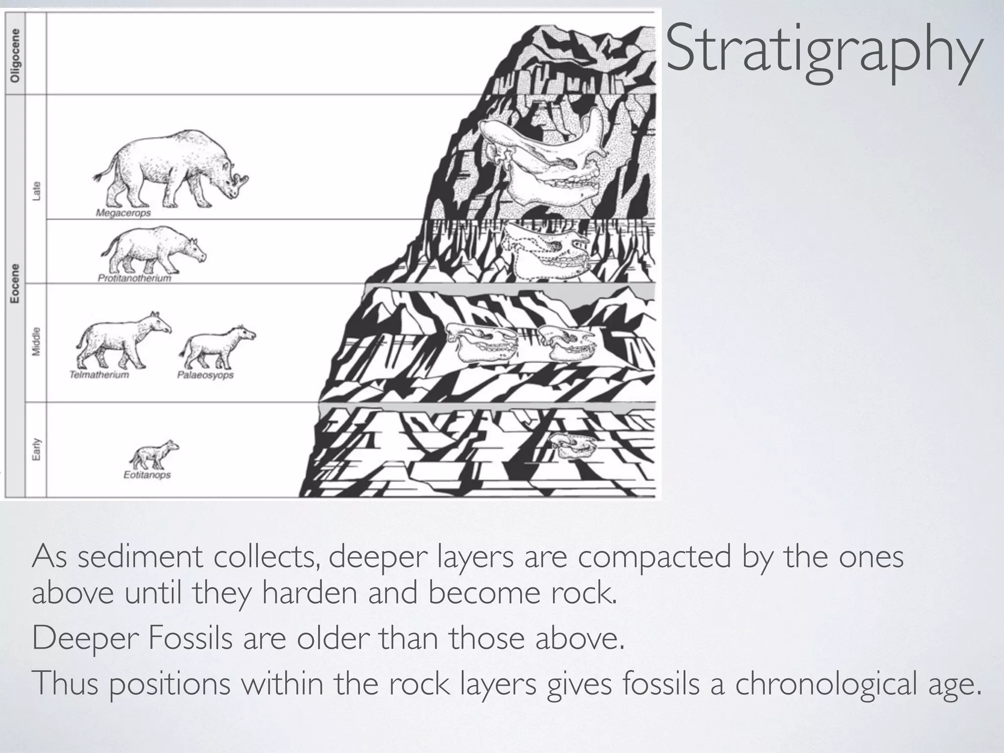 Stratigraphy 
As sediment collects, deeper layers are compacted by the ones 
above until they harden and become rock. 
Deeper Fossils are older than those above. 
Thus positions within the rock layers gives fossils a chronological age. 
 
