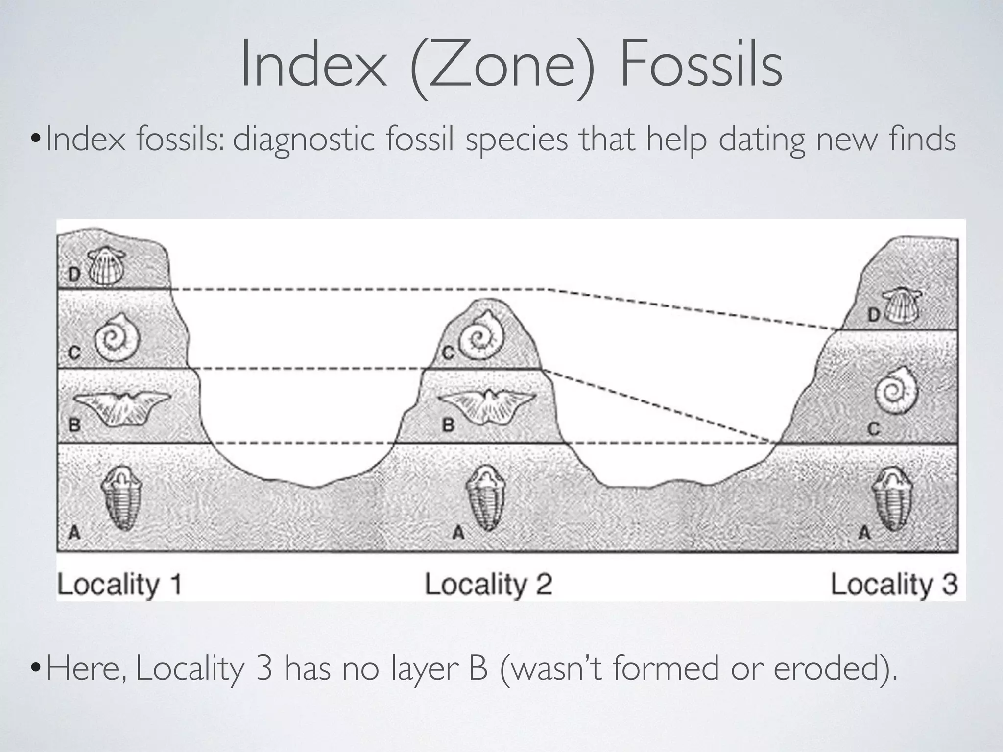 Index (Zone) Fossils 
•Index fossils: diagnostic fossil species that help dating new finds 
! 
! 
•Here, Locality 3 has no layer B (wasn’t formed or eroded). 
 