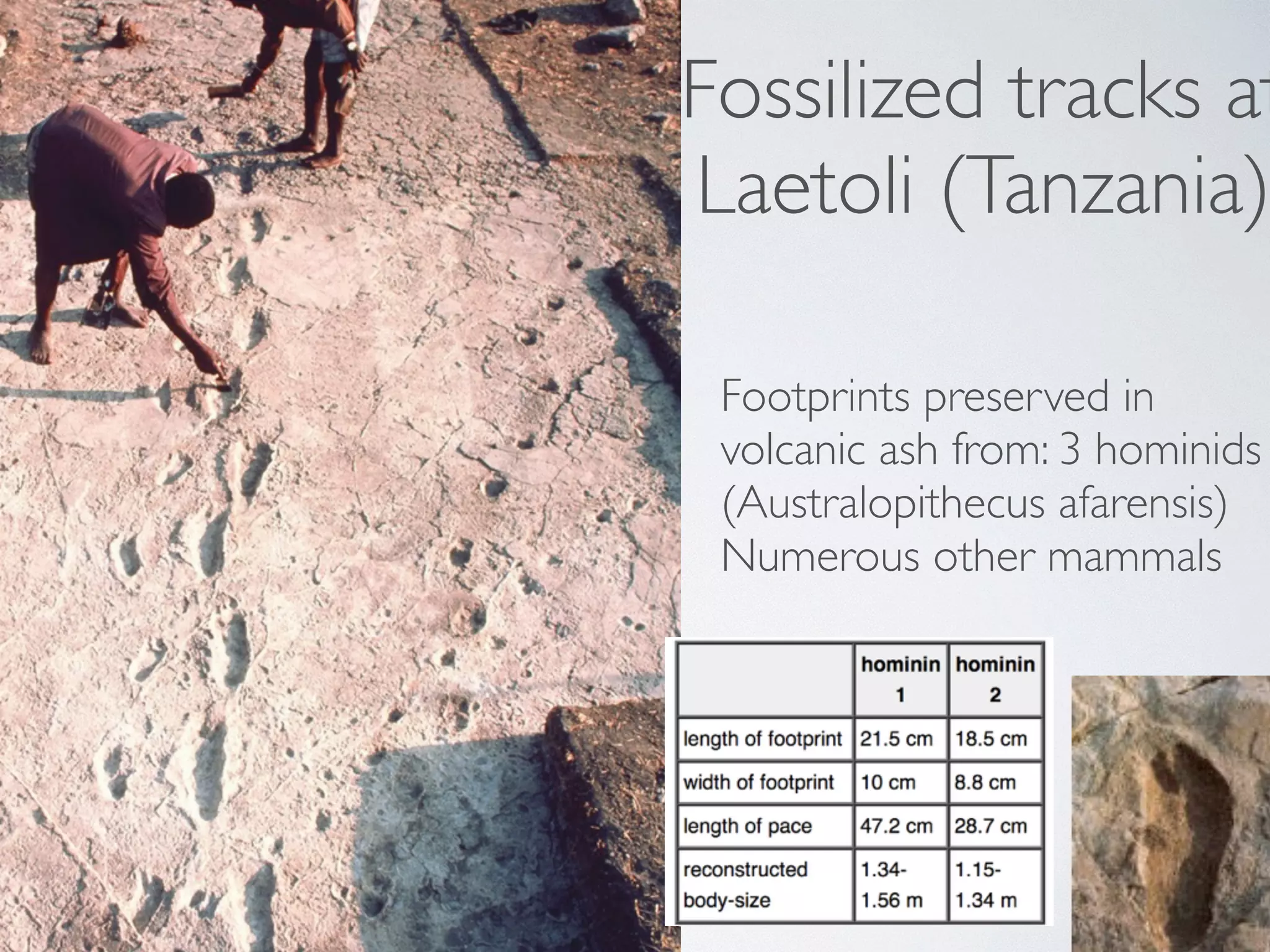 Fossilized tracks at 
Laetoli (Tanzania) 
Footprints preserved in 
volcanic ash from: 3 hominids 
(Australopithecus afarensis) 
Numerous other mammals 
 