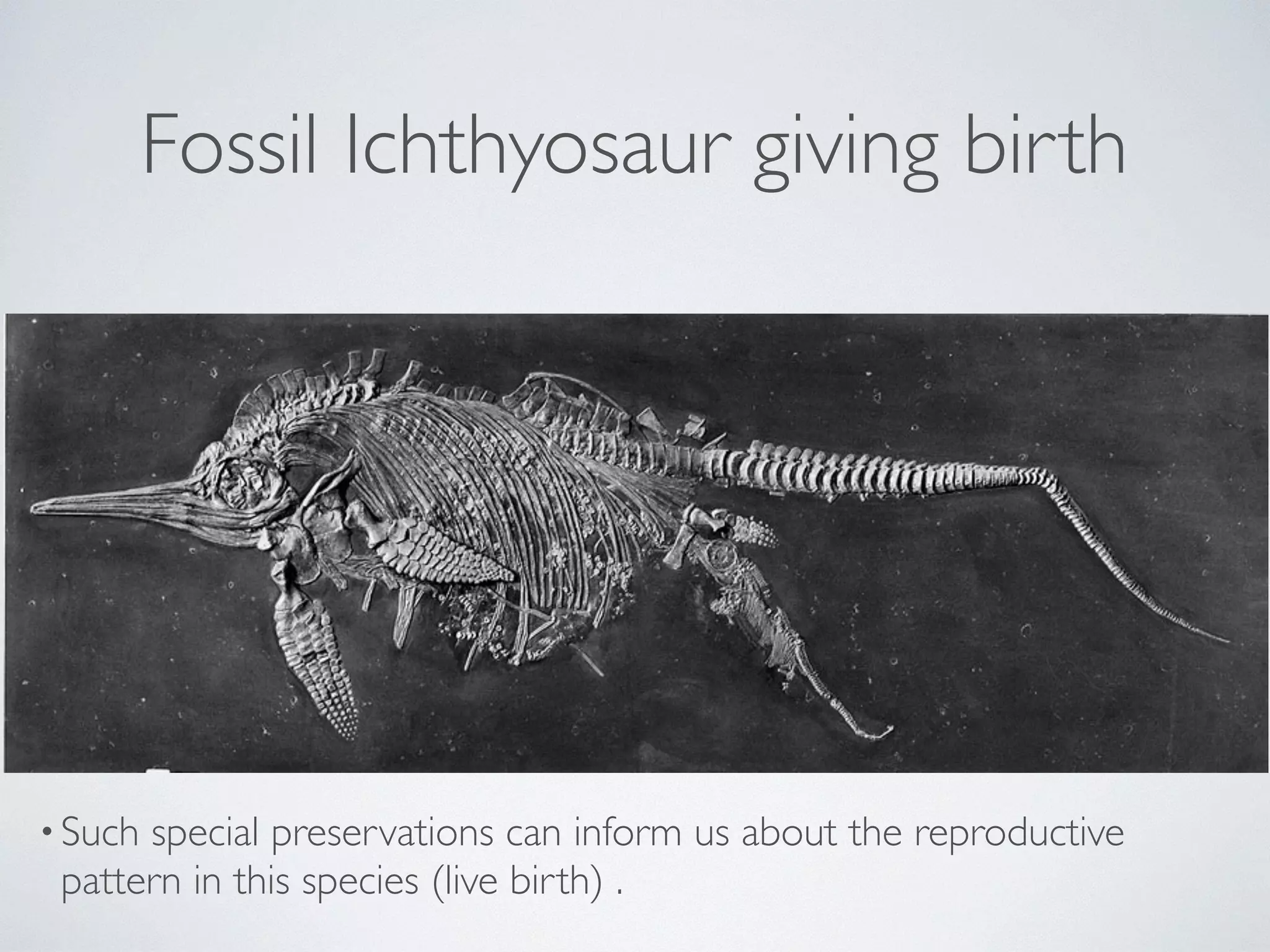 Fossil Ichthyosaur giving birth 
• Such special preservations can inform us about the reproductive 
pattern in this species (live birth) . 
 