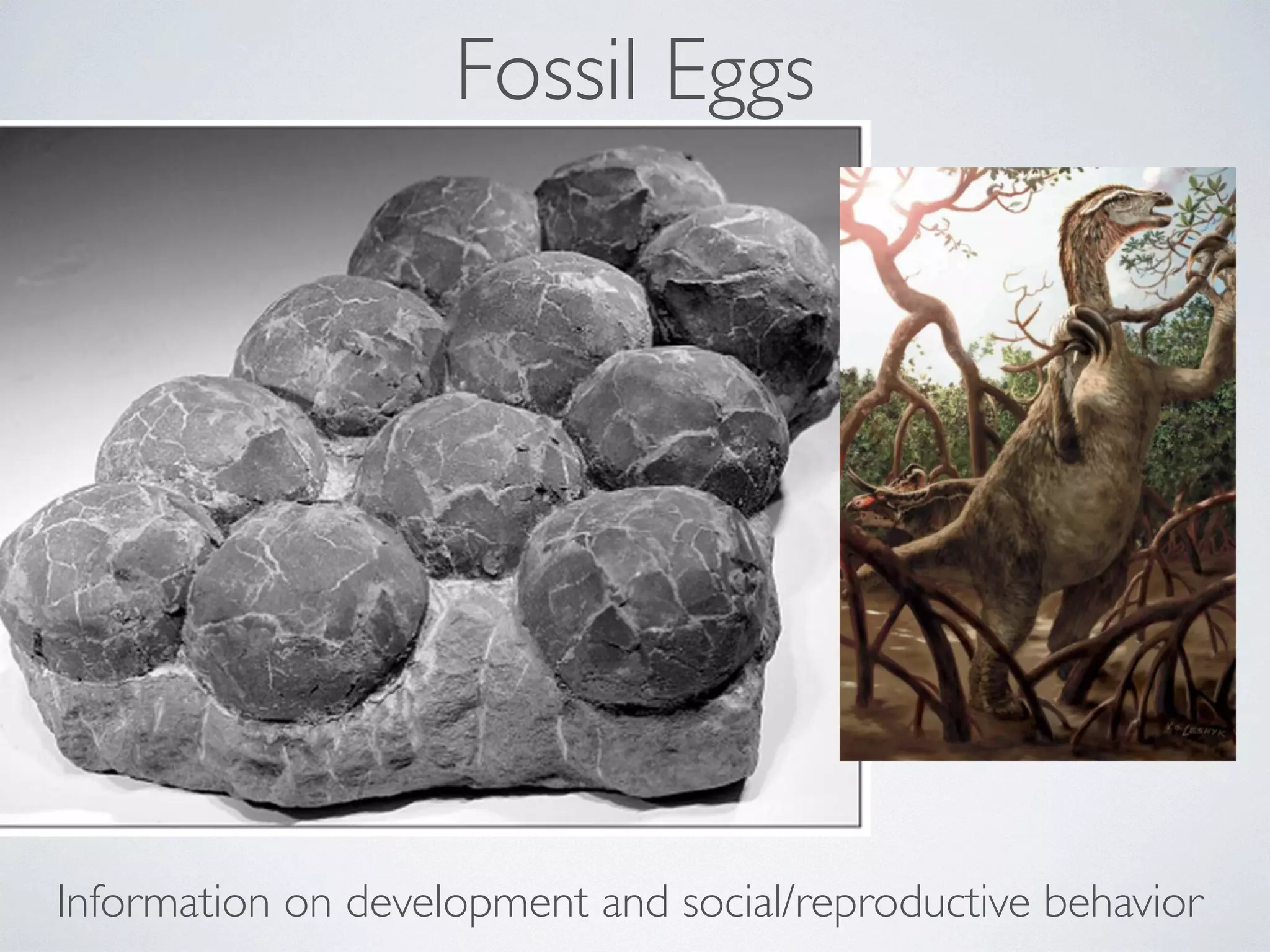 Fossil Eggs 
Information on development and social/reproductive behavior 
 