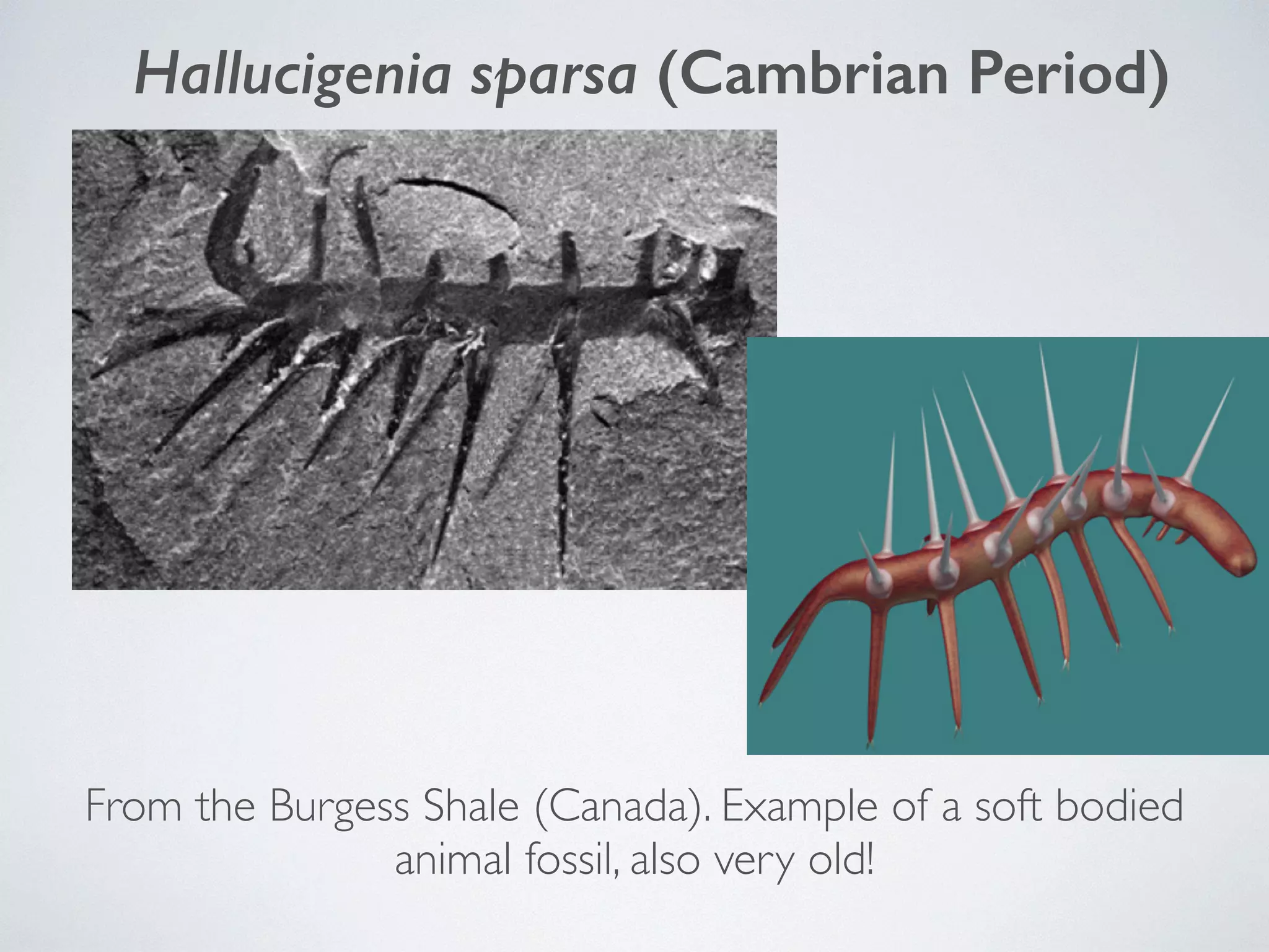 Hallucigenia sparsa (Cambrian Period) 
From the Burgess Shale (Canada). Example of a soft bodied 
animal fossil, also very old! 
 