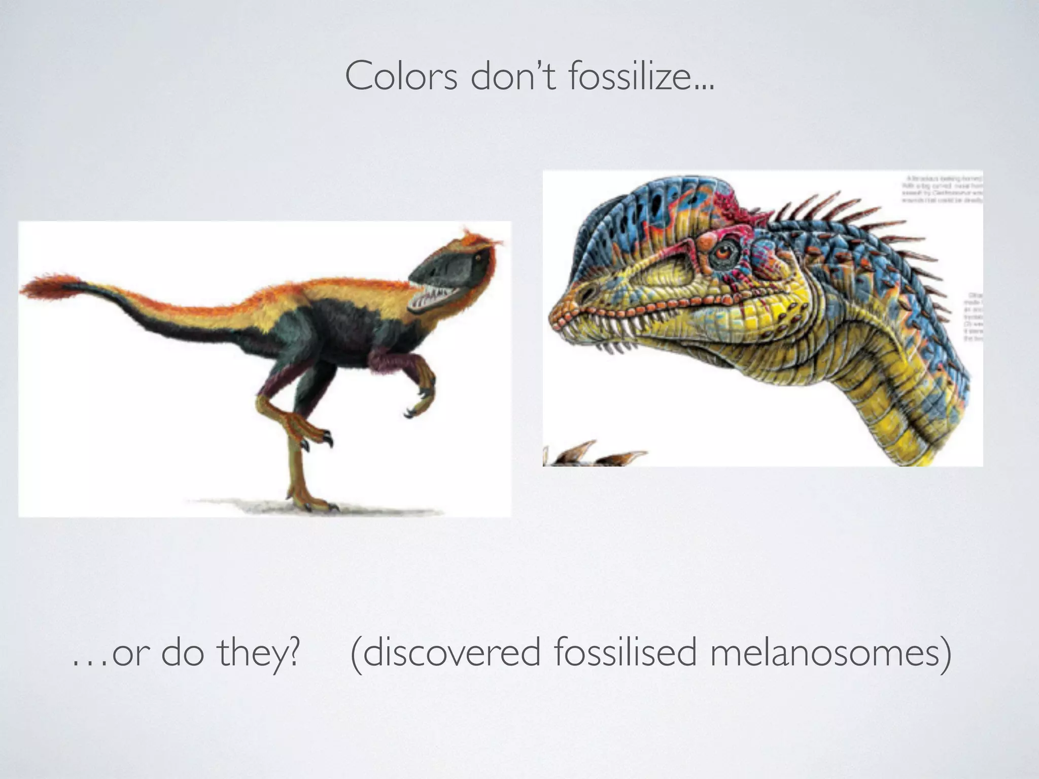 Colors don’t fossilize... 
…or do they? (discovered fossilised melanosomes) 
 