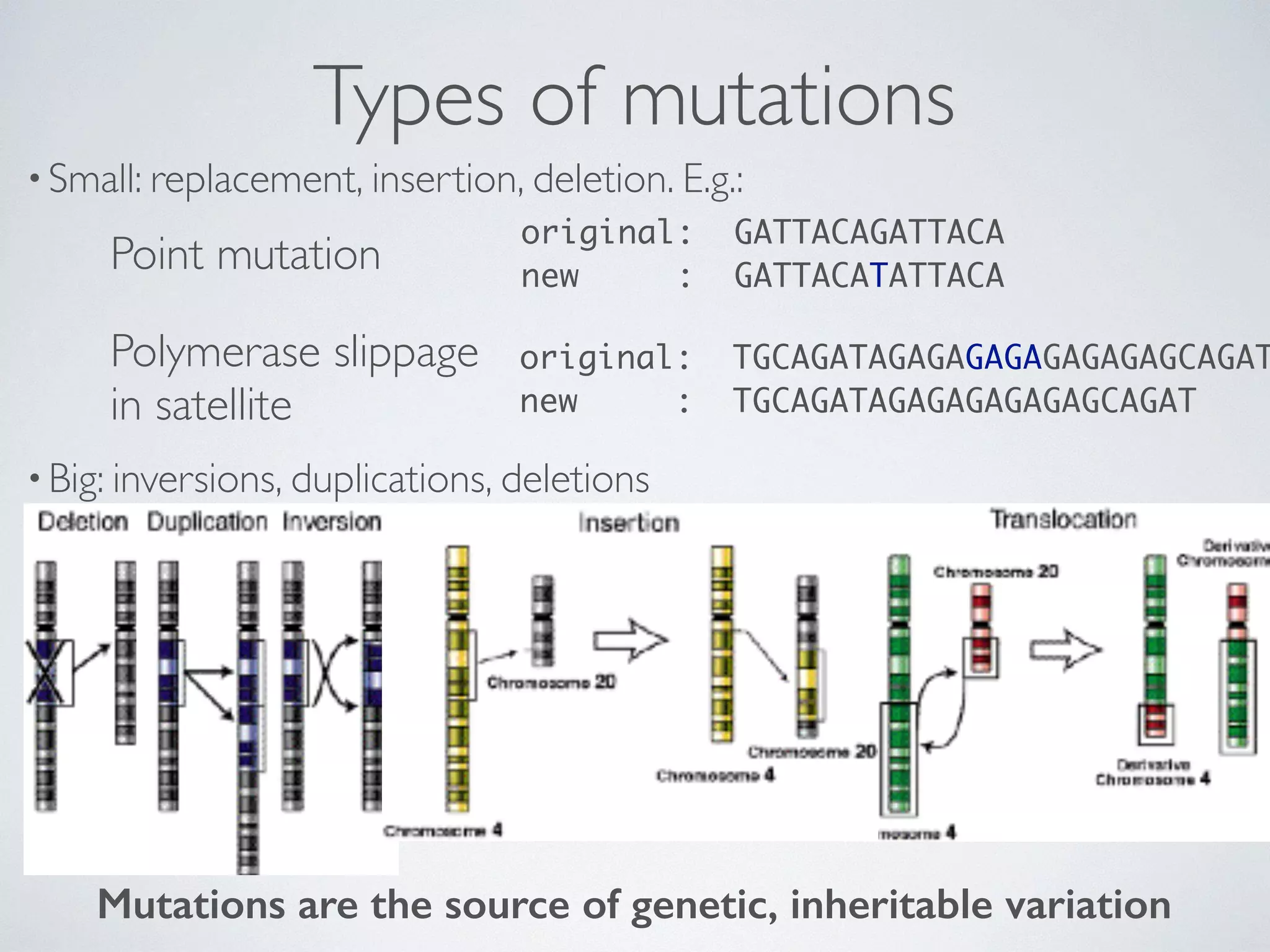 Types of mutations 
• Small: replacement, insertion, deletion. E.g.: 
original: GATTACAGATTACA 
Point mutation new : GATTACATATTACA 
original: TGCAGATAGAGAGAGAGAGAGAGCAGAT 
new : TGCAGATAGAGAGAGAGAGCAGAT 
Polymerase slippage 
in satellite 
•Big: inversions, duplications, deletions 
Mutations are the source of genetic, inheritable variation 
 