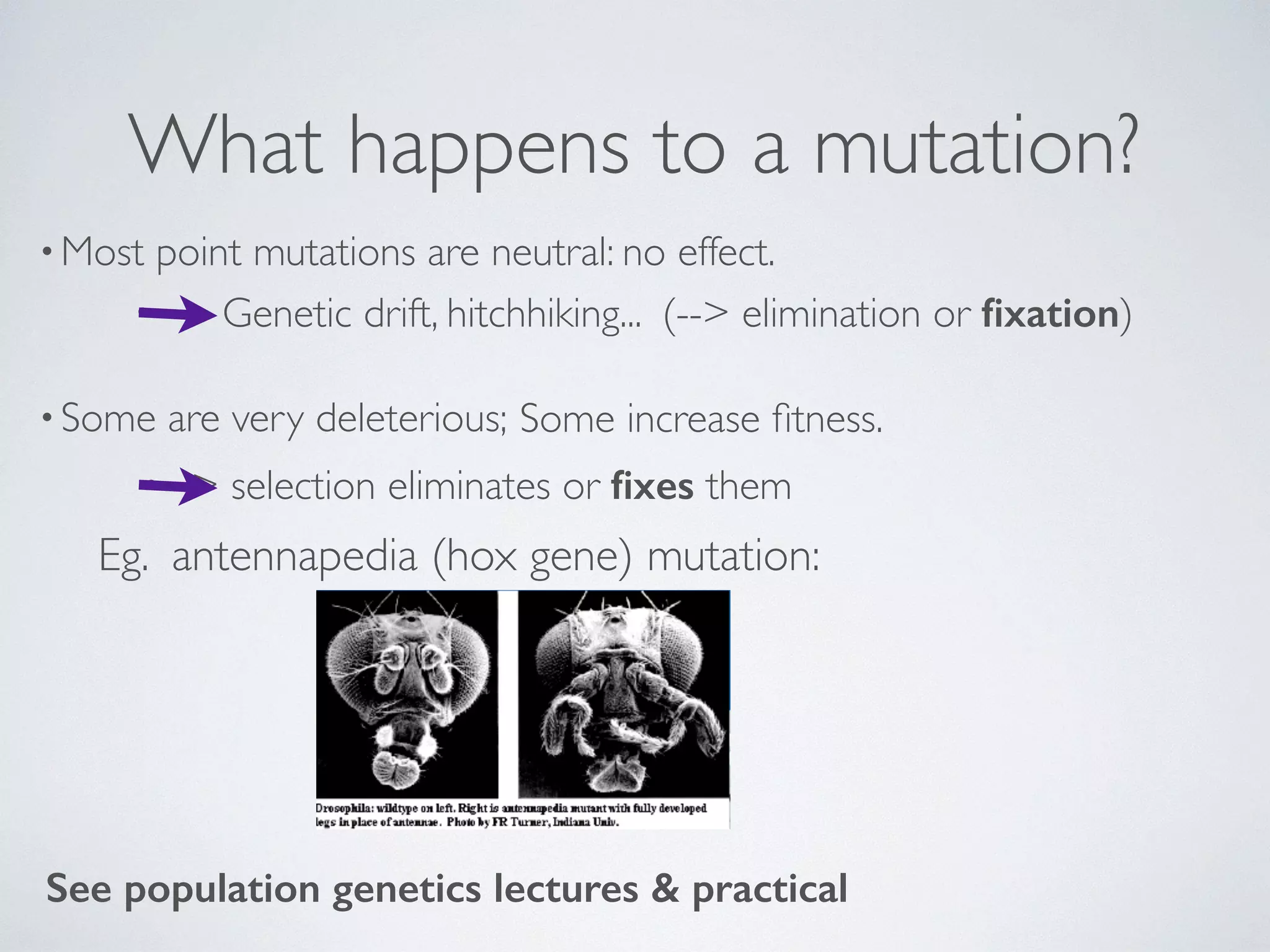 What happens to a mutation? 
•Most point mutations are neutral: no effect. 
• --> Genetic drift, hitchhiking... (--> elimination or fixation) 
• Some are very deleterious; 
Some increase fitness. 
• --> selection eliminates or fixes them 
Eg. antennapedia (hox gene) mutation: 
See population genetics lectures & practical 
 