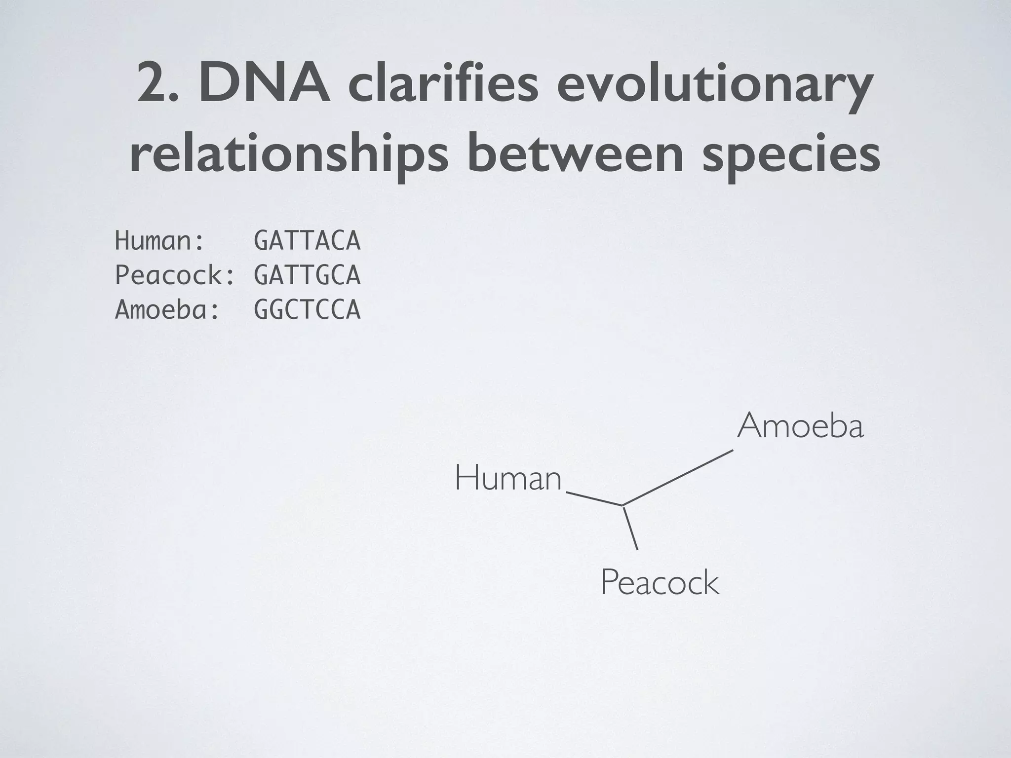 2. DNA clarifies evolutionary 
relationships between species 
Human: GATTACA 
Peacock: GATTGCA 
Amoeba: GGCTCCA 
Human 
Peacock 
Amoeba 
 