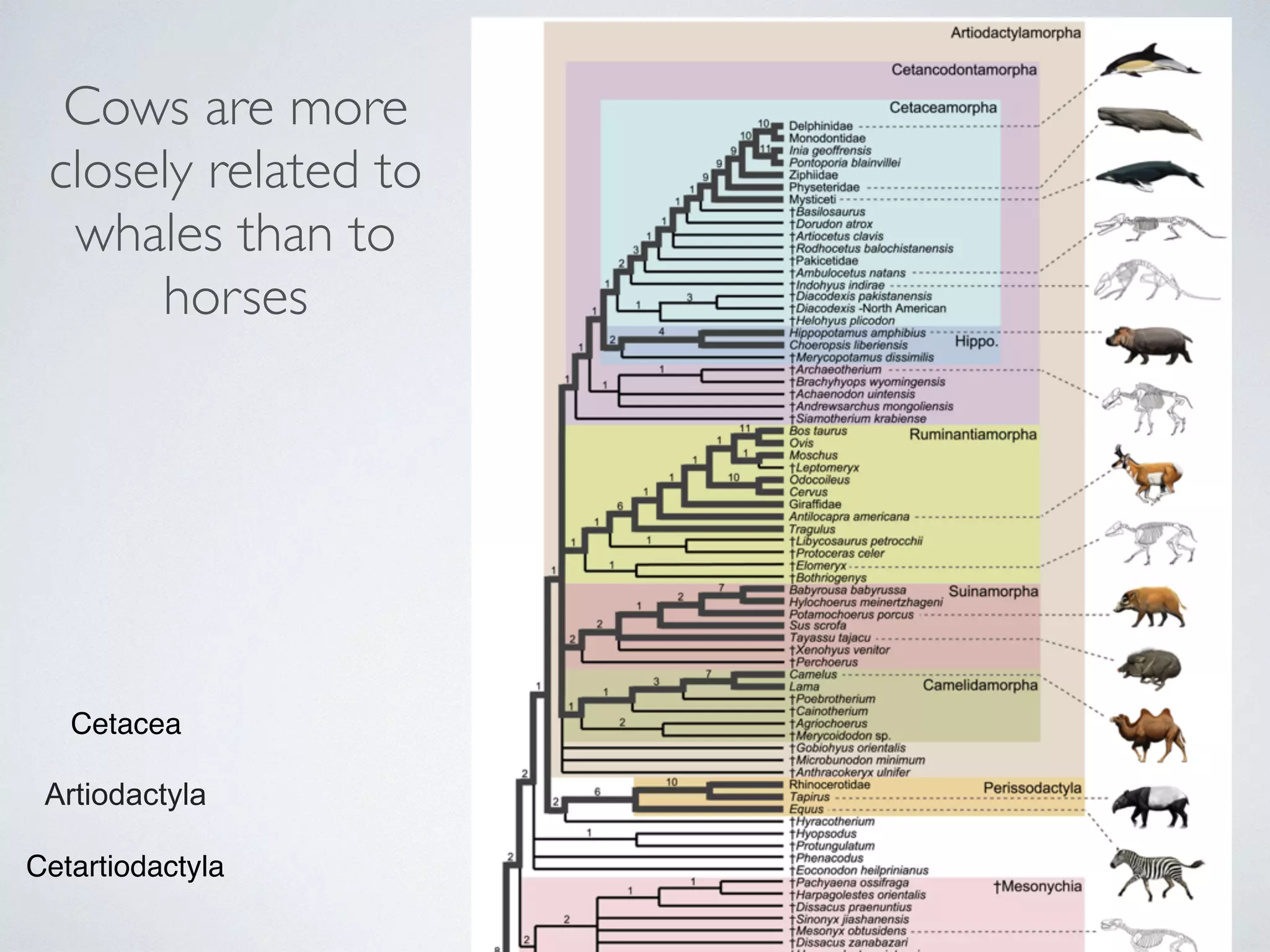 Cows are more 
closely related to 
whales than to 
horses 
Cetacea 
Artiodactyla 
Cetartiodactyla 
 
