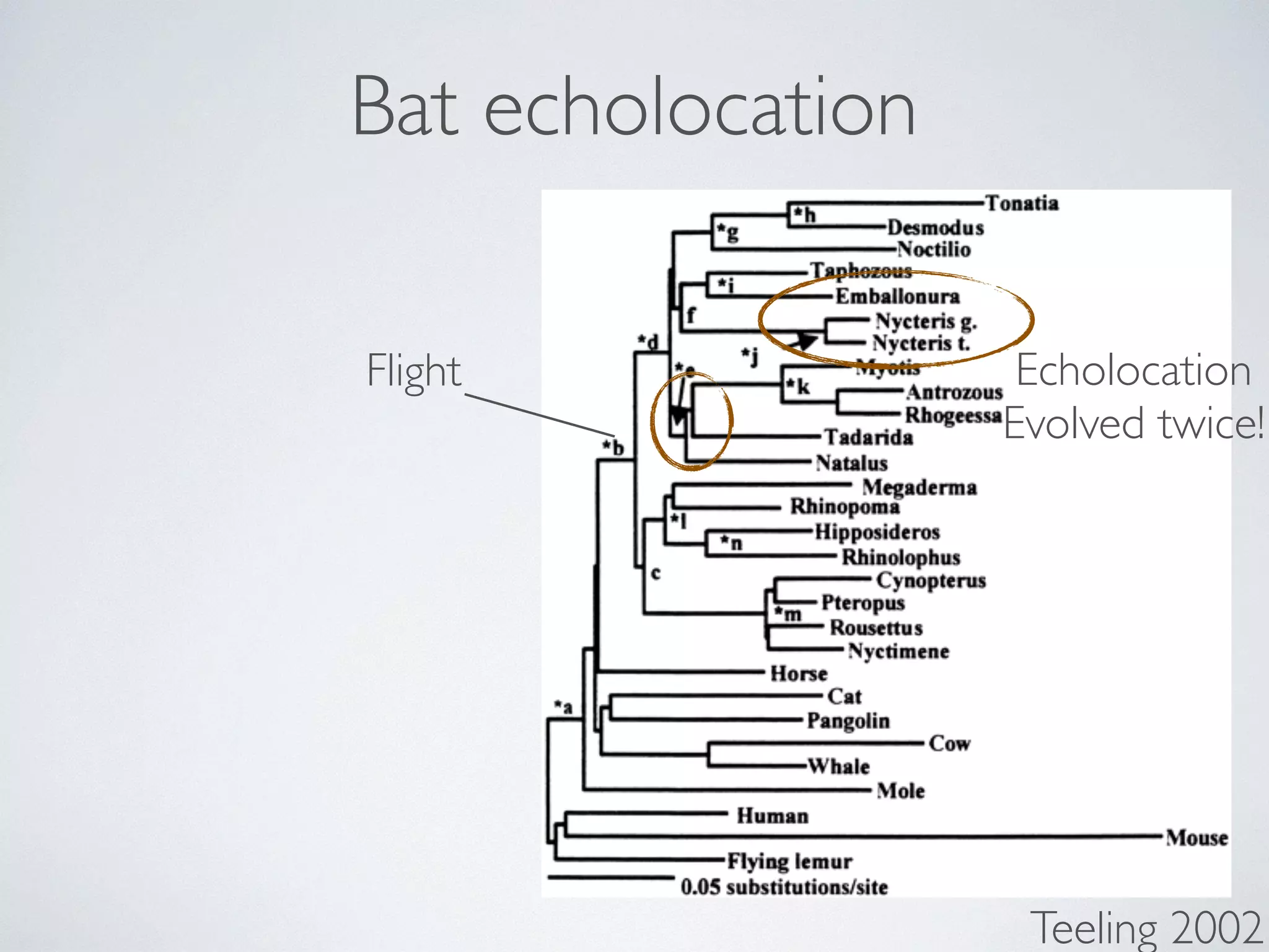 Bat echolocation 
Echolocation 
Evolved twice! 
Teeling 2002 
Flight 
 