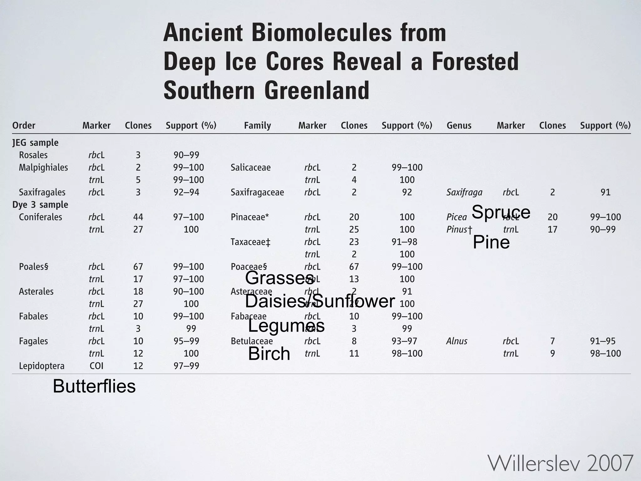 Their presence indicates a northern boreal for-est 
ecosystem rather than today’s Arctic environ-ment. 
Ancient Biomolecules from 
Deep Ice Cores Reveal a Forested 
Southern Greenland 
Eske Willerslev,1* Enrico Cappellini,2 Wouter Boomsma,3 Rasmus Nielsen,4 
Martin B. Hebsgaard,1 Tina B. Brand,1 Michael Hofreiter,5 Michael Bunce,6,7 
Hendrik N. Poinar,7 Dorthe Dahl-Jensen,8 Sigfus Johnsen,8 Jørgen Peder Steffensen,8 
Ole Bennike,9 Jean-Luc Schwenninger,10 Roger Nathan,10 Simon Armitage,11 
Cees-Jan de Hoog,12 Vasily Alfimov,13 Marcus Christl,13 Juerg Beer,14 Raimund Muscheler,15 
Joel Barker,16 Martin Sharp,16 Kirsty E. H. Penkman,2 James Haile,17 Pierre Taberlet,18 
M. Thomas P. Gilbert,1 Antonella Casoli,19 Elisa Campani,19 Matthew J. Collins2 
The other groups identified, including 
Asteraceae, Fabaceae, and Poaceae, are mainly 
surface (m.b.s.)] indicating the depth of the cores and the positions of the Dye 3, GRIP, and JEG 
samples analyzed for DNA, DNA/amino acid racemization/luminescence (underlined), and 10Be/36Cl 
(italic). The control GRIP samples are not shown. The lengths (in meters) of the silty sections are 
also shown. 
Table 1. Plant and insect taxa obtained from the JEG and Dye 3 silty ice 
samples. For each taxon (assigned to order, family, or genus level), the 
genetic markers (rbcL, trnL, or COI), the number of clone sequences 
supporting the identification, and the probability support (in percentage) 
are shown. Sequences have been deposited in GenBank under accession 
numbers EF588917 to EF588969, except for seven sequences less than 50 
bp in size that are shown below. Their taxon identifications are indicated 
by symbols. 
Order Marker Clones Support (%) Family Marker Clones Support (%) Genus Marker Clones Support (%) 
JEG sample 
Rosales rbcL 3 90–99 
Malpighiales rbcL 
trnL 
2 
5 
99–100 
99–100 
Salicaceae rbcL 
trnL 
2 
4 
99–100 
100 
Saxifragales rbcL 3 92–94 Saxifragaceae rbcL 2 92 Saxifraga rbcL 2 91 
Dye 3 sample 
Coniferales rbcL 
trnL 
44 
27 
97–100 
100 
Pinaceae* rbcL 
Spruce 
Pine 
It is difficult to obtain fossil data from the 10% of Earth’s terrestrial surface that is covered by thick 
glaciers and ice sheets, and hence, trnL 
knowledge of the paleoenvironments of these regions has 
remained limited. We show that DNA and amino acids from buried organisms can be recovered 
from the basal sections of deep ice cores, enabling reconstructions of past flora and fauna. We 
show that high-altitude southern Greenland, currently lying below more than 2 kilometers of ice, 
was inhabited by a diverse array of conifer trees and insects within the past million years. The 
results provide direct evidence in support of a forested southern Greenland and suggest that many 
deep ice cores may contain genetic records of paleoenvironments in their basal sections. 
The environmental histories of high-latitude 
20 
25 
100 
100 
Picea 
Pinus† 
rbcL 
trnL 
20 
17 
99–100 
90–99 
Taxaceae‡ rbcL 
trnL 
23 
2 
91–98 
100 
Poales§ rbcL 
trnL 
67 
17 
99–100 
97–100 
Poaceae§ rbcL 
Grasses 
trnL 
67 
13 
99–100 
100 
Asterales rbcL 
trnL 
18 
27 
90–100 
100 
Asteraceae rbcL 
trnL 
2 
27 
91 
100 
Fabales rbcL 
trnL 
10 
3 
99–100 
99 
Fabaceae rbcL 
Legumes 
trnL 
10 
3 
99–100 
99 
Fagales rbcL 
trnL 
10 
12 
95–99 
100 
Betulaceae rbcL 
regions such as Greenland and Antarctica 
are poorly understood because trnL 
much of 
8 
11 
The samples studied come from the basal 
93–97 
98–100 
Alnus rbcL 
impurity-rich (silty) ice sections of the 2-km-long 
trnL 
7 
9 
91–95 
98–100 
Dye 3 core from south-central Greenland 
Lepidoptera COI 12 the 97–fossil 99 
evidence is hidden below kilometer-thick 
*Env_2, trnL ATCCGGTTCATGAAGACAATGTTTCTTCTCCTAAGATAGGAAGGG. ice sheets (1–Env_3). 3, We trnL test ATCCGGTTCATGAAGACAATGTTTCTTCTCCTAATATAGGAAGGG. the idea that the 
Env_4, trnL ATCCGGTTCATGAGGACAATGTTTCTTCTCCTAATA-TAGGAAGGG. 
(4), the 3-km-long Greenland Ice Core Project 
(GRIP) core from the summit of the Greenland 
ice sheet (5), and the Late Holocene John Evans 
Glacier on Ellesmere Island, Nunavut, northern 
Canada (Fig. 1). The last-mentioned sample was 
included as a control to test for potential exotic 
DNA because the glacier has recently overridden 
a land surface with a known vegetation cover 
(6). As an additional test for long-distance 
atmospheric dispersal of DNA, we included 
†Env_5, trnL CCCTTCCTATCTTAGGAGAAGAAACATTGTCTTCATGAACCGGAT. Env_6, trnL TTTCCTATCTTAGGAGAAGAAACATTGTCTTCATGAACCGGAT. ‡Env_1, trnL ATCCGTATTATAG-GAACAATAATTTTATTTTCTAGAAAAGG. 
basal sections of deep ice cores can act as 
archives for ancient biomolecules. 
§Env_7, trnL CTTTTCCTTTGTATTCTAGTTCGAGAATCCCTTCTCAAAACACGGAT. 
112 6 JULY 2007 VOL 317 SCIENCE www.sciencemag.org 
of the frozen control for potential have entered the cracks or during Polymerase chain the plasmid DNA of the outer interior, confirming had not penetrated Using PCR, we short amplicons the chloroplast DNA trnL intron from from the Dye 3 and samples. From Dye amplicons of invertebrate subunit I (COI) mitochondrial Attempts to reproducibly the GRIP silty ice Formation sediments results are consistent data demonstrating of biomolecules Evans Glacier silty because these samples younger (John Evans sample (Fig. 1A, DNA from the five and Pleistocene samples from the (volumes: 100 g the samples studied of vertebrate mtDNA. 
1Centre for Ancient Genetics, University of Copenhagen, 
A previous study of short sequences by means Search Tool likely (15). Denmark. 2BioArch, Departments of Biology and Archaeology, 
University of York, UK. 3Bioinformatics Centre, University of 
Copenhagen, Denmark. 4Centre for Comparative Genomics, 
University of Copenhagen, Denmark. 5Max Planck Institute for 
Evolutionary Anthropology, Germany. 6Murdoch University 
Ancient DNA Research Laboratory, Murdoch University, 
Willerslev 2007 
Birch 
Butterflies 
Daisies/Sunflower 
 