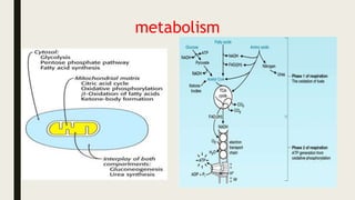 metabolism
 