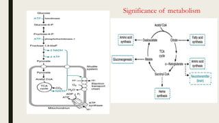 Significance of metabolism
 