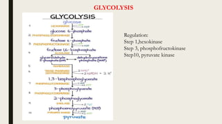 GLYCOLYSIS
Regulation:
Step 1,hexokinase
Step 3, phosphofructokinase
Step10, pyruvate kinase
 
