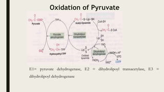 Oxidation of Pyruvate
E1= pyruvate dehydrogenase, E2 = dihydrolipoyl transacetylase, E3 =
dihydrolipoyl dehydrogenase
 