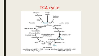 TCA cycle
 