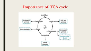 Importance of TCA cycle
 