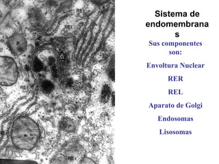 Sistema de endomembranas Sus componentes son: Envoltura Nuclear RER REL Aparato de Golgi Endosomas Lisosomas 