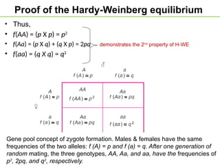 Proof of the Hardy-Weinberg equilibrium
• Thus,
• f(AA) = (p X p) = p2
• f(Aa) = (p X q) + (q X p) = 2pq demonstrates the 2nd
property of H-WE
• f(aa) = (q X q) = q2
Gene pool concept of zygote formation. Males & females have the same
frequencies of the two alleles: f (A) = p and f (a) = q. After one generation of
random mating, the three genotypes, AA, Aa, and aa, have the frequencies of
p2
, 2pq, and q2
, respectively.
 