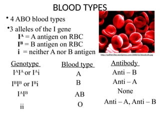 BLOOD TYPES
Antibody
Anti – B
Anti – A
None
Anti – A, Anti – B
• 4 ABO blood types
•3 alleles of the I gene
IA
= A antigen on RBC
IB
= B antigen on RBC
i = neither A nor B antigen
Genotype
IA
IA
or IA
i
IB
IB
or IB
i
IA
IB
ii
Blood type
A
B
AB
O
http://sydfish.files.wordpress.com/2008/02/bloodcells.jpg
 