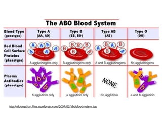 http://duongchan.files.wordpress.com/2007/05/abobloodsystem.jpg
 