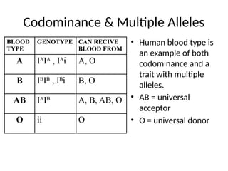 Codominance & Multiple Alleles
• Human blood type is
an example of both
codominance and a
trait with multiple
alleles.
• AB = universal
acceptor
• O = universal donor
BLOOD
TYPE
GENOTYPE CAN RECIVE
BLOOD FROM
A IA
IA
, IA
i A, O
B IB
IB
, IB
i B, O
AB IA
IB
A, B, AB, O
O ii O
 