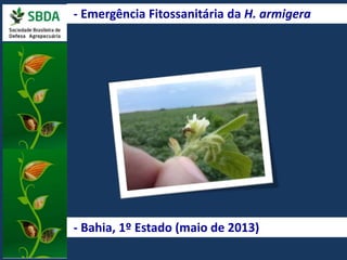 - Emergência Fitossanitária da H. armigera 
- Bahia, 1º Estado (maio de 2013) 
 