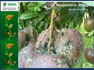 - Defesa Agropecuária... 
Hospedeiro: Manga 
Alerta Fitossanitário! 
Cochonilha Rosada 
Foto: Suely Brito, 07/2014 
(Maconellicoccus hirsutus) 
 