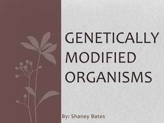 GENETICALLY
MODIFIED
ORGANISMS
By: Shaney Bates

 