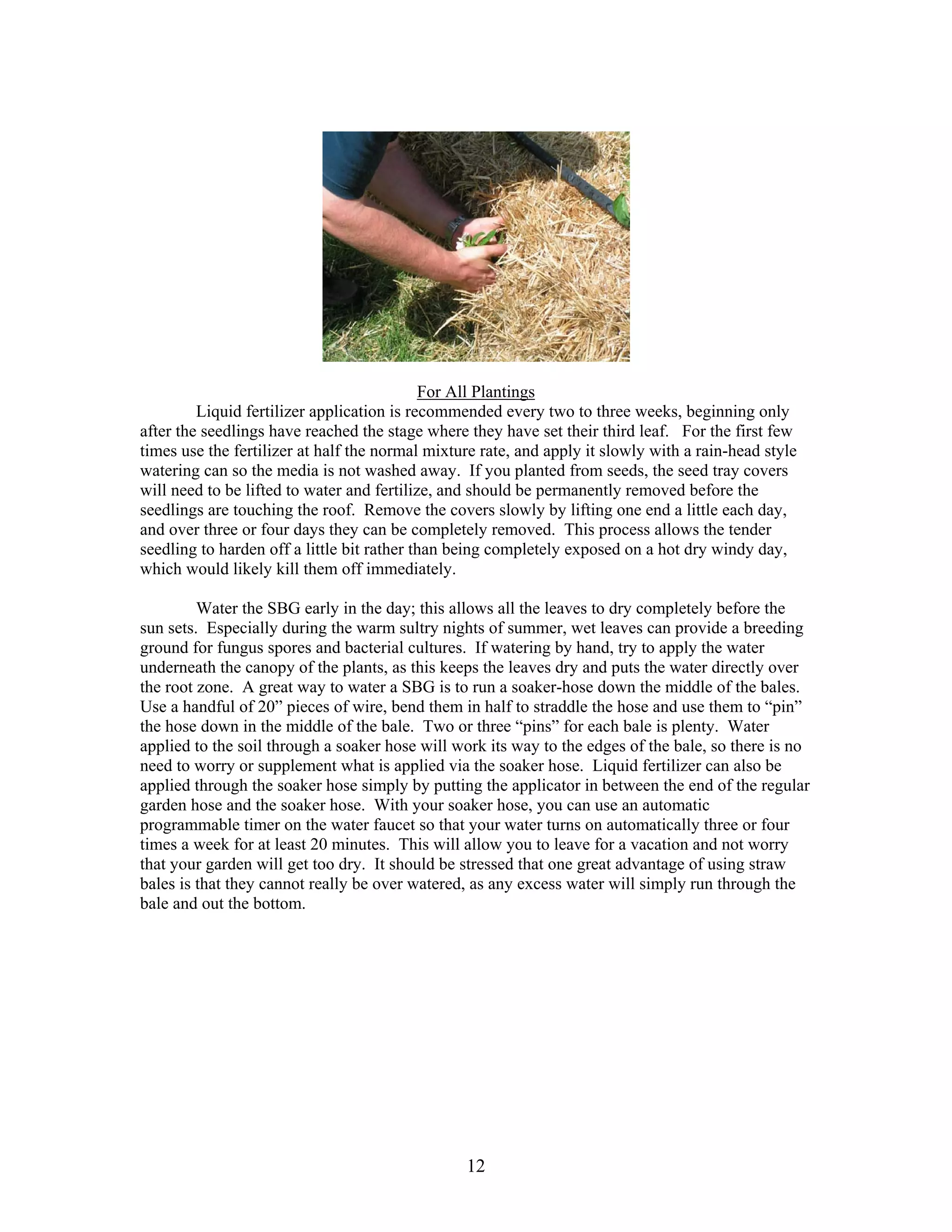 12
For All Plantings
Liquid fertilizer application is recommended every two to three weeks, beginning only
after the seedlings have reached the stage where they have set their third leaf. For the first few
times use the fertilizer at half the normal mixture rate, and apply it slowly with a rain-head style
watering can so the media is not washed away. If you planted from seeds, the seed tray covers
will need to be lifted to water and fertilize, and should be permanently removed before the
seedlings are touching the roof. Remove the covers slowly by lifting one end a little each day,
and over three or four days they can be completely removed. This process allows the tender
seedling to harden off a little bit rather than being completely exposed on a hot dry windy day,
which would likely kill them off immediately.
Water the SBG early in the day; this allows all the leaves to dry completely before the
sun sets. Especially during the warm sultry nights of summer, wet leaves can provide a breeding
ground for fungus spores and bacterial cultures. If watering by hand, try to apply the water
underneath the canopy of the plants, as this keeps the leaves dry and puts the water directly over
the root zone. A great way to water a SBG is to run a soaker-hose down the middle of the bales.
Use a handful of 20” pieces of wire, bend them in half to straddle the hose and use them to “pin”
the hose down in the middle of the bale. Two or three “pins” for each bale is plenty. Water
applied to the soil through a soaker hose will work its way to the edges of the bale, so there is no
need to worry or supplement what is applied via the soaker hose. Liquid fertilizer can also be
applied through the soaker hose simply by putting the applicator in between the end of the regular
garden hose and the soaker hose. With your soaker hose, you can use an automatic
programmable timer on the water faucet so that your water turns on automatically three or four
times a week for at least 20 minutes. This will allow you to leave for a vacation and not worry
that your garden will get too dry. It should be stressed that one great advantage of using straw
bales is that they cannot really be over watered, as any excess water will simply run through the
bale and out the bottom.
 