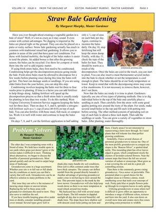 The other day I was comparing notes with a
friend of mine. We both have trouble spots in
our yards where grass just doesn’t grow or the
terrain makes it difficult to mow. Thinking
about alternatives, we began to discuss the
benefits of perennial groundcovers. Most
spread quickly and can be used to carpet large
areas of landscape.
Groundcovers come in a huge assortment.
Whether your site is in full sun or full shade
has dry conditions or moist you can find a
variety that will work. Groundcovers can be an
effective solution to many problems in the
yard.
One issue they can solve is the nuisance of
mowing steep slopes or uneven terrain.
Replacing the turf in these areas with
groundcover eliminates the need to mow. They
also serve to stabilize the soil.
If you have trouble keeping grass alive under
trees or shrubs, consider installing ground -
cover instead. Several types grow well in
shade plus many handle dry soil conditions.
Drier soil is often common under trees that
have thick canopies. The canopy can deflect
rainfall from the ground directly beneath it.
Another advantage of growing groundcover
under a tree is not having to mow around the
tree. This prevents injury to the trunk by the
lawn mower. Groundcovers will also help keep
weeds down so there is no more temptation to
weed whack around tree trunks.
My backyard has a hill with several steep-
faced slopes. The hill remains in dappled
sunlight all day due to several beautiful, old
shade trees. The slope faces have shallow soil
with descent sized rocks jutting out here and
there. Clearly areas I’m not interested in
maneuvering a lawn mow through. So I need
plants that will tolerate less than perfect
growing conditions.
Gratefully, I have several choices of
perennial groundcovers to rescue me. One of
the most prolific groundcovers to conquer my
slopes is the ‘Beacon Silver’, a spotted dead
nettle. This mounding plant has silver leaves
edged in green, which compliment nicely the
clusters of lavender-colored flowers. Near the
cement steps that bisect the hill are several
varieties of sedum or stonecrops. Most grow as
a mat covering the soil and do a great job
controlling erosion.
Then there is the commonly grown vining
groundcover, Vinca minor or periwinkle. This
perennial plant is a good choice for the
roughest areas as it forms a dense, weed-
smothering cover that trails over outcrops of
rock. Pretty pale blue or purple flowers poke
up through its evergreen leaves in early spring.
Utilizing groundcovers in areas where turf
is difficult to grow offers an opportunity to
introduce a range of different colors, textures
and form into the yard. It also cuts down on
overall mow time and creates mow-free zones
providing extra protection to wildlife
Have you ever thought about creating a vegetable garden in a
bale of straw? Well, it’s not as crazy as it may sound. It even
comes with certain advantages. No digging is required as the
bales are placed right on the ground. They can also be placed on a
patio or rocky surface. Straw bale gardening actually has much in
common with traditional raised bed gardening. It allows you to
garden in areas of the yard that have poor soil conditions. For
those with limited mobility, the height of the bales makes it easier
to tend the plants. An added bonus is that after the growing
season, the bales can be recycled. Use them for compost or work
them into the soil to add organic matter.
If using fresh straw bales, they first need to be conditioned.
Conditioning helps get the decomposition process going inside
the bale. Fresh straw bales must be allowed to decompose for a
few weeks before planting since during this time the bales will
get hot. This heat can damage seeds or seedlings. If you are using
older bales from the year before, you can skip this step.
Conditioning involves keeping the bales wet for three to four
weeks prior to planting. If time is a factor you can add fertilizer
to help things along. Adding fertilizer will speed up the
decomposition process so that a fresh straw bale is usually ready
for planting in less than two weeks. To do this method, West
Virginia University Extension Service suggests keeping the bales
wet for three days. Then on days 4, 5, and 6, sprinkle a nitrogen-
rich fertilizer such as a ½ cup of urea (46-0-0) on top of each
bale. You can also fertilize with bone meal, fish meal, or compost
tea. Work it in well with water and continue to keep the bales
moist.
On days 7, 8, and 9, cut the fertilizer application in half adding
only a ¼ cup of urea
on each bale per day.
Again, continue to
moisten the bales
daily. On day 10, stop
fertilizing but still
keep the straw damp.
Finally, with day 11,
check the tops of the
bales for heat. They
should be warm as a
result of the
decomposition. Once the bales are cool to the touch, you can start
to plant. You can also insert a meat thermometer several inches
into the bale to check whether or not the temperature is cool
enough to plant. The bales should be at our body temperature or
lower. Keep in mind that with the decomposing straw may come
a few mushrooms. It is not necessary to remove them, however,
don’t eat them.
Now that the bales are ready it is time to plant. Gardeners
typically use one of two types of planting methods. One is to dig
individual holes in the top of the bale and carefully place a
seedling in each. Then carefully firm the straw with some good
quality potting mix around the roots of the plant. For seeds, make
several small holes in the top and fill each with potting mix
before sowing. The other method consists of spreading soil on
top of each bale to about a three inch depth. Then add the
seedlings or seeds. You can grow a variety of vegetables in straw
bales. After planting, water thoroughly.
Problem Solvers
By Margaret Murphy,
Master Gardener
VOLUME 1V ISSUE II FROM THE GROUND UP EDITOR: MARGARET MURPHY, MASTER GARDENER PAGE 3
Straw Bale Gardening
By Margaret Murphy, Master Gardener
ppdl.purdue.edu
extension.arizona.edu
 