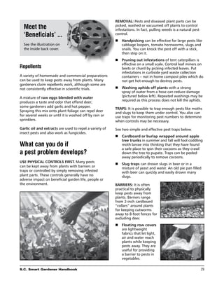 Removal: Pests and diseased plant parts can be
  Meet the                                               picked, washed or vacuumed off plants to control
                                                         infestations. In fact, pulling weeds is a natural pest
  ‘Beneficials’ ...                                      control.
                                                         n	 Handpicking can be effective for large pests like
  See the illustration on                                   cabbage loopers, tomato hornworms, slugs and
  the inside back cover.                                    snails. You can knock the pest off with a stick,
                                                            then step on it.
                                                         n	 Pruning out infestations of tent caterpillars is
                                                            effective on a small scale. Control leaf miners on
Repellents                                                  beets or chard by picking infected leaves. Put
                                                            infestations in curbside yard waste collection
A variety of homemade and commercial preparations           containers – not in home compost piles which do
can be used to keep pests away from plants. Many            not get hot enough to destroy pests.
gardeners claim repellents work, although some are
not consistently effective in scientific trials.         n	 Washing aphids off plants with a strong
                                                            spray of water from a hose can reduce damage
A mixture of raw eggs blended with water                    (pictured below left). Repeated washings may be
                                                            required as this process does not kill the aphids.
produces a taste and odor that offend deer;
some gardeners add garlic and hot pepper.
                                                         Traps: It is possible to trap enough pests like moths
Spraying this mix onto plant foliage can repel deer
                                                         and slugs to keep them under control. You also can
for several weeks or until it is washed off by rain or   use traps for monitoring pest numbers to determine
sprinklers.                                              when controls may be necessary.

Garlic oil and extracts are used to repel a variety of   See two simple and effective pest traps below.
insect pests and also work as fungicides.
                                                         n	 Cardboard or burlap wrapped around apple
                                                            tree trunks in summer and fall will fool coddling
What can you do if                                          moth larvae into thinking that they have found
                                                            a safe place to spin their cocoons as they crawl
a pest problem develops?                                    down the tree to pupate. Traps can be peeled
                                                            away periodically to remove cocoons.
Use physical controls first. Many pests
                                                         n	 Slug traps can drown slugs in beer or in a
can be kept away from plants with barriers or
                                                            mixture of yeast and water. An old pie pan filled
traps or controlled by simply removing infested             with beer can quickly and easily drown many
plant parts. These controls generally have no               slugs.
adverse impact on beneficial garden life, people or
the environment.                                         Barriers: It is often
                                                         practical to physically
                                                         keep pests away from
                                                         plants. Barriers range
                                                         from 2-inch cardboard
                                                         “collars” around plants
                                                         for keeping cutworms
                                                         away to 8-foot fences for
                                                         excluding deer.
                                                         n	 Floating row covers
                                                            are lightweight
                                                            fabrics that let light,
                                                            air and water reach
                                                            plants while keeping
                                                            pests away. They are
                                                            useful for providing
                                                            a barrier to pests in
                                                            vegetables.

S.C. Smart Gardener Handbook	                                                                                     29
 