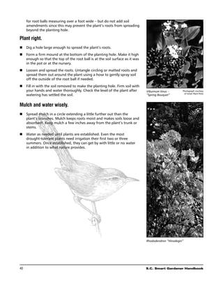 for root balls measuring over a foot wide – but do not add soil
      amendments since this may prevent the plant’s roots from spreading
      beyond the planting hole.

Plant right.
n	Dig a hole large enough to spread the plant’s roots.
n	Form a firm mound at the bottom of the planting hole. Make it high
   enough so that the top of the root ball is at the soil surface as it was
   in the pot or at the nursery.
   Loosen and spread the roots. Untangle circling or matted roots and
n	
   spread them out around the plant using a hose to gently spray soil
   off the outside of the root ball if needed.
n	 in with the soil removed to make the planting hole. Firm soil with
   Fill
   your hands and water thoroughly. Check the level of the plant after        Viburnum tinus –        Photograph courtesy
                                                                                                       of Great Plant Picks
   watering has settled the soil.                                             “Spring Bouquet”


Mulch and water wisely.
n	Spread mulch in a circle extending a little further out than the
   plant’s branches. Mulch keeps roots moist and makes soils loose and
   absorbent. Keep mulch a few inches away from the plant’s trunk or
   stems.
n	 Water as needed until plants are established. Even the most
   drought-tolerant plants need irrigation their first two or three
   summers. Once established, they can get by with little or no water
   in addition to what nature provides.




                                                                              Rhododendron “Hinodegiri”




40	                                                                           S.C. Smart Gardener Handbook
 