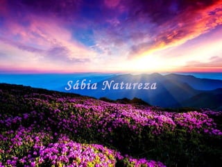 Sábia Natureza
 