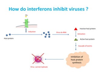 SBL100-Immunology lectures 1-3.pptx
