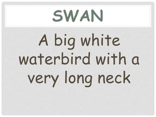 SWAN
A big white
waterbird with a
very long neck