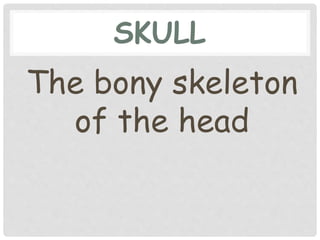 SKULL
The bony skeleton
of the head