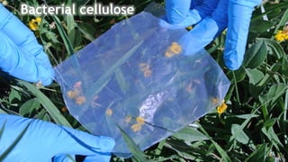 Bacterial cellulose
 