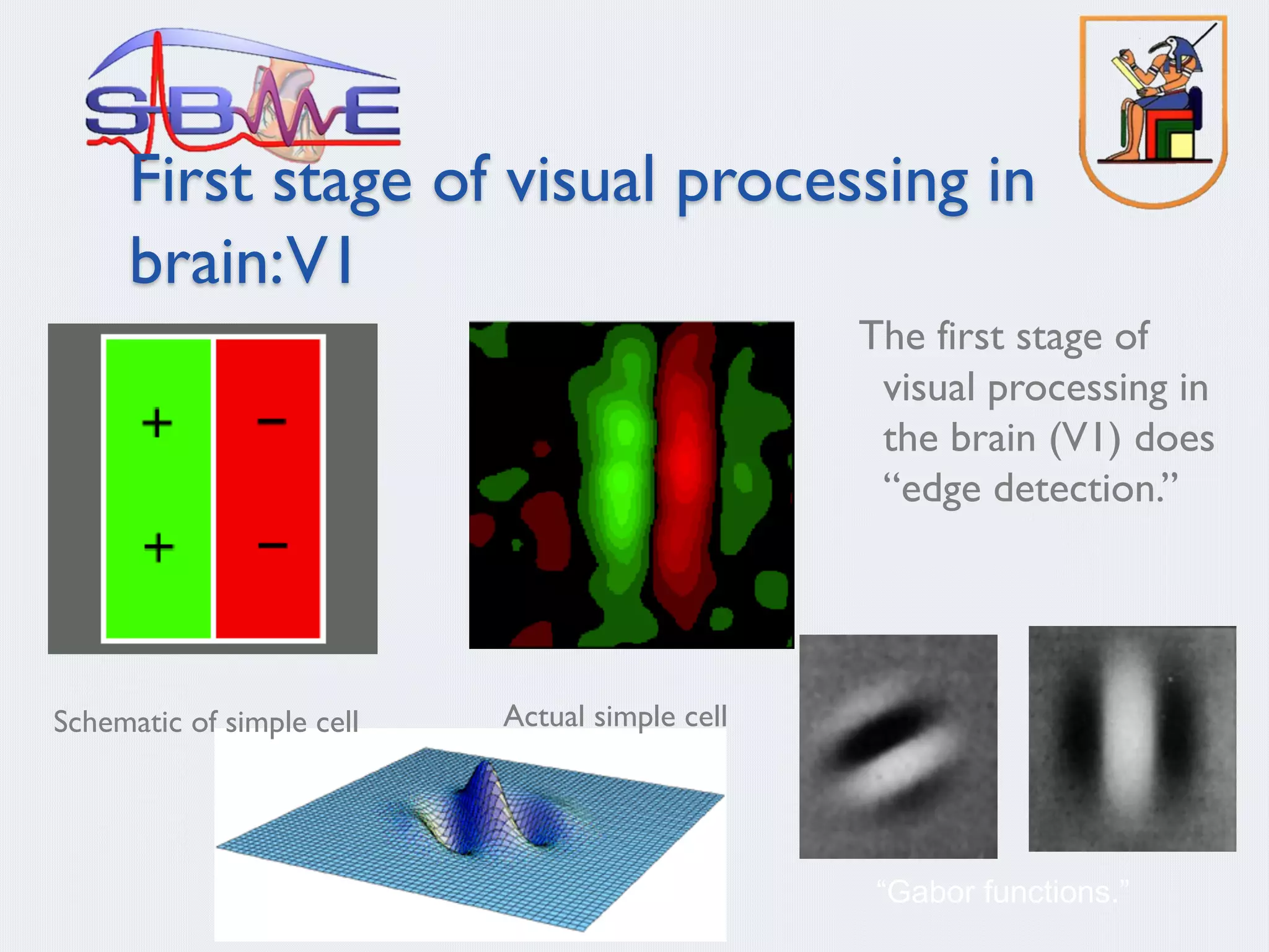 First stage of visual processing in
brain:V1
Schematic of simple cell Actual simple cell
“Gabor functions.”
The first stage of
visual processing in
the brain (V1) does
“edge detection.”
 