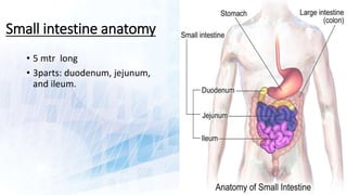RADIOLOGIC ANATOMY OF SMALL INTESTINE AND INTRODUCTION TO SMALL BOWEL ...