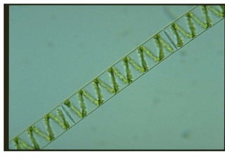 SBP- paper-1-unit-2 algae.pptx