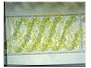 SBP- paper-1-unit-2 algae.pptx